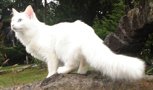 Ангорская порода кошек