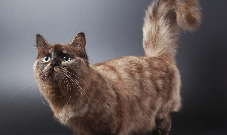 Порода кошек Манчкин: фото, описание породы Манчкин