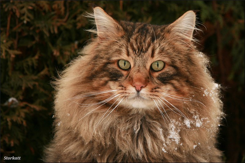 Порода кошек Норвежская лесная: фото, описание Норвежской породы