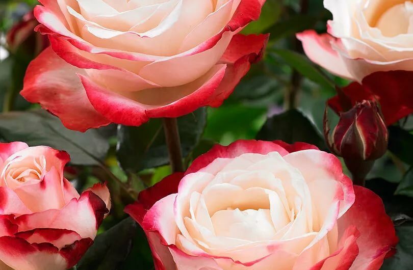 Сонник Розы — Приснилась роза