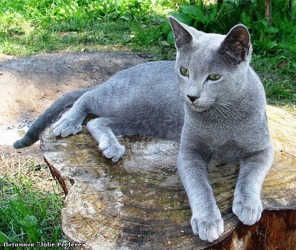 Порода кошек Голубая: фото, описание породы Русская голубая