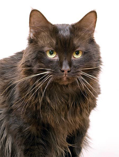 Порода кошек Йорк: фото, описание пород Йоркская кошка