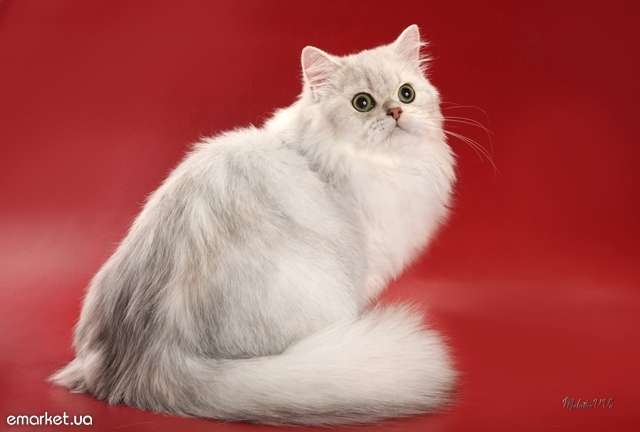 Порода кошек Шиншилла: фото, описание породы Шиншилла