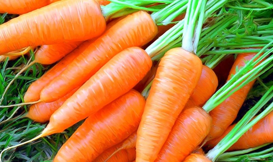 Морковь: калории