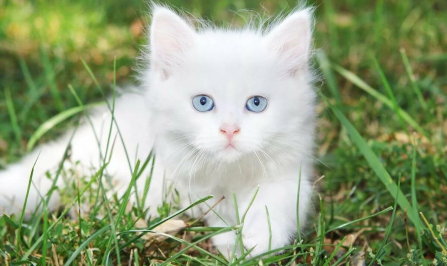 Как назвать белого котенка
