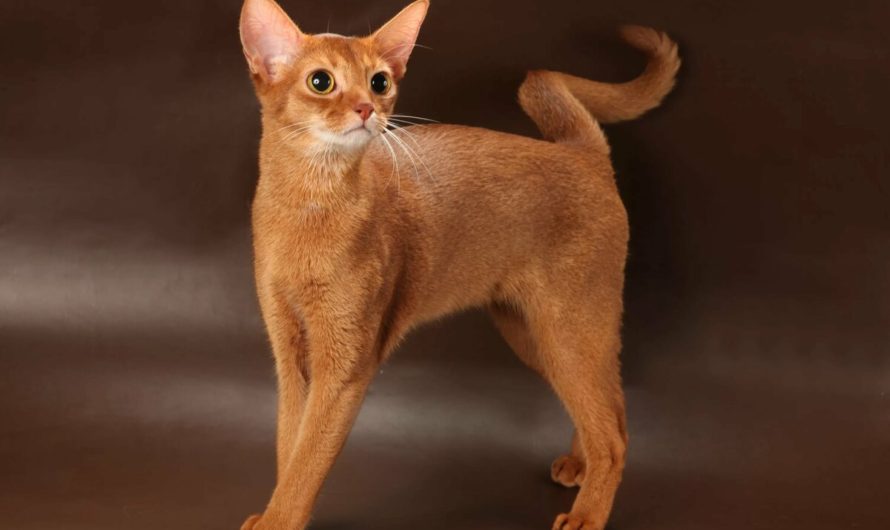 Порода кошек Абиссинская: фото, описание Абиссинской породы