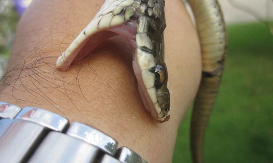 Cонник: Змея кусает за руку