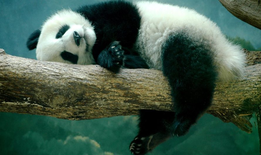 Сонник Панда во сне