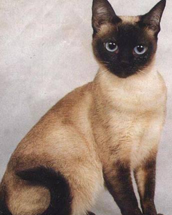 Порода кошек Тайская: фото, описание породы