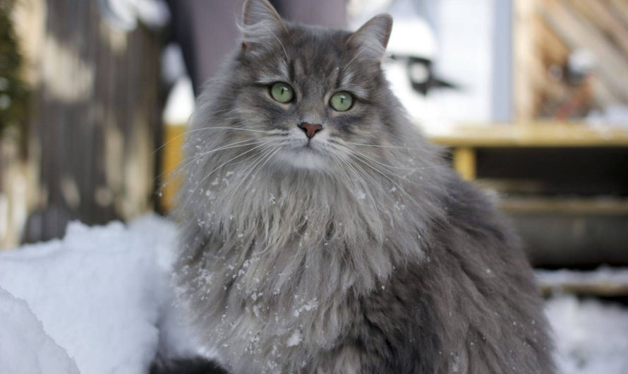 Порода Сибирская кошка: фото, описание породы Сибирская